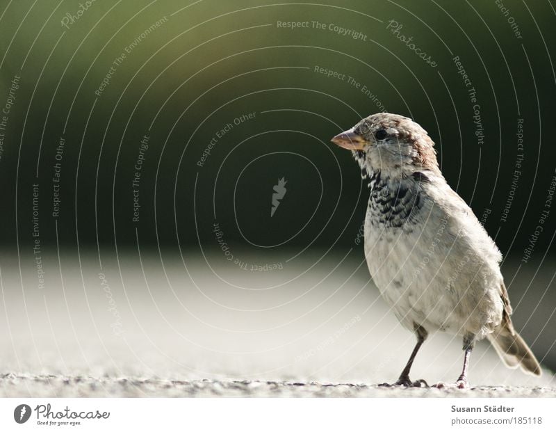 Stillstand Wildtier Vogel Fell beobachten Blick warten Spatz stehen Streichholz Steinmauer Feder Flügel Schnabel klein Natur Lebewesen Neugier niedlich