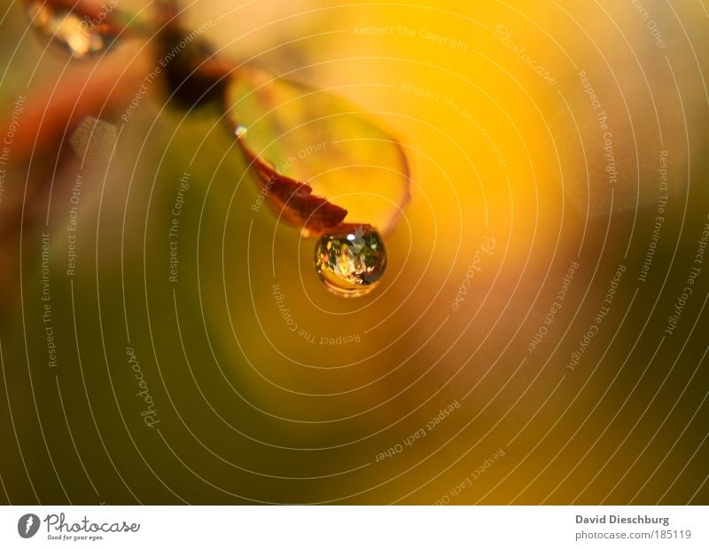 Träne des Herbstes Natur Wasser Wassertropfen Pflanze Blatt braun gelb grün Kugel feucht nass Reflexion & Spiegelung Jahreszeiten rund Farbfoto Außenaufnahme