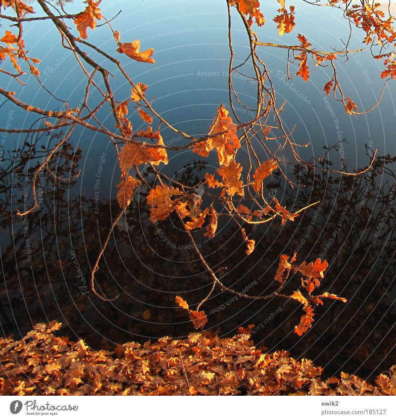 Vergänglichkeit Umwelt Natur Pflanze Urelemente Wasser Himmel Wolkenloser Himmel Herbst Klima Wetter Schönes Wetter Baum Blatt Nutzpflanze Wildpflanze Laubbaum