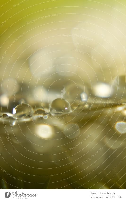 königliche Blässe Natur Wasser Wassertropfen Regen Pflanze Blatt nass natürlich grün silber glänzend Kugel rund Unschärfe Tau Farbfoto Außenaufnahme Nahaufnahme