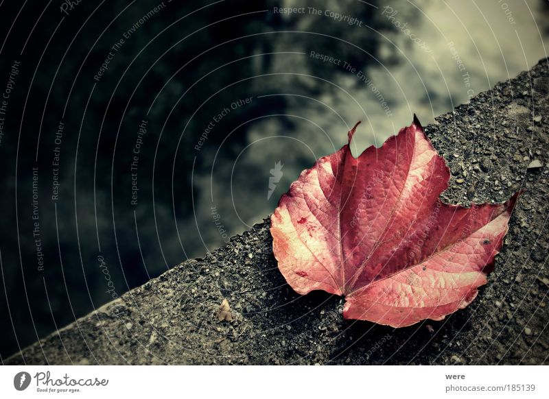 Abschied / Goodbye Wasser Herbst Blatt Bach Brücke Gefühle Traurigkeit Tod Einsamkeit Ende Endzeitstimmung Vergänglichkeit Weinblatt Herbstlaub Suizidalität