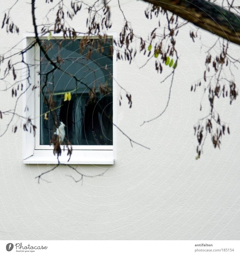 Traurige Mieze Natur Wassertropfen Herbst schlechtes Wetter Wind Regen Baum Blatt Garten Hinterhof Nachbarhaus Nachbargarten Mauer Wand Fassade Fenster