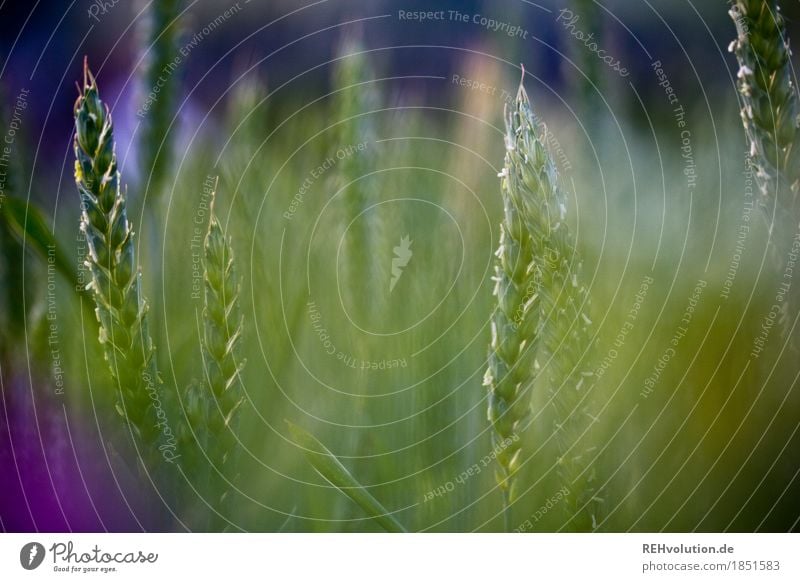 Getreide Umwelt Natur Pflanze Nutzpflanze Feld Wachstum natürlich grün Hintergrundbild Landwirtschaft Ernte Getreidefeld Farbfoto Außenaufnahme Nahaufnahme