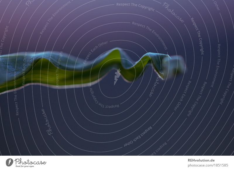 Auf und ab Umwelt Natur Pflanze Blatt Bewegung grün oben abwärts hoch Wellenform Wellenlinie Stimmung Abenddämmerung Strukturen & Formen Farbfoto Außenaufnahme