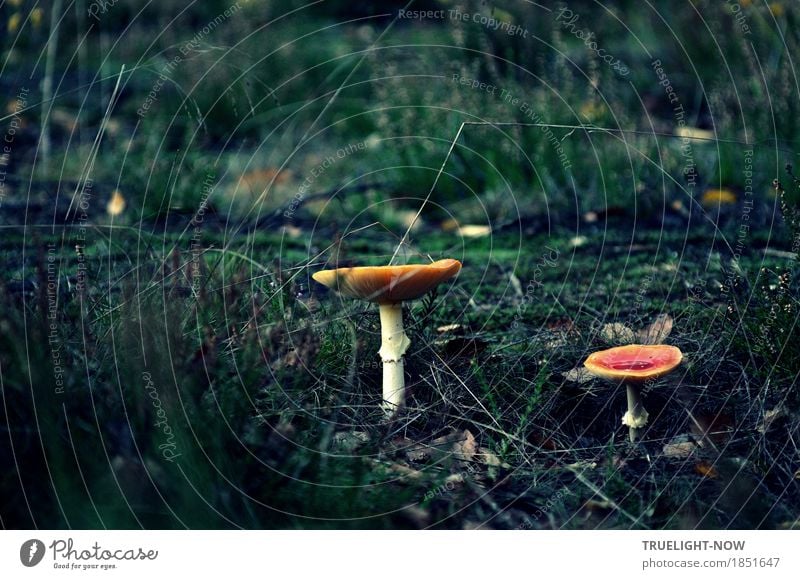 Die Zeit der Pilze Natur Pflanze Erde Sand Herbst Gras Sträucher Moos Wildpflanze "Pilze Fliegenpilz" Wald grün violett rot weiß Kraft Überraschung träumen