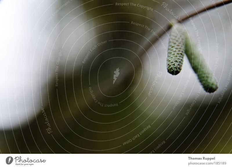 Herbst Umwelt Natur Pflanze Himmel Sträucher Grünpflanze Wildpflanze Ast Wiese Wärme grün Zufriedenheit Kraft Ehrlichkeit Farbfoto Gedeckte Farben Außenaufnahme