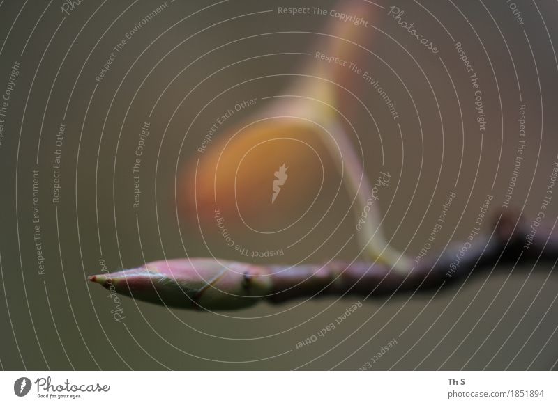 Blatt Natur Pflanze Herbst Blühend verblüht ästhetisch authentisch einfach elegant natürlich braun grün orange Gelassenheit geduldig ruhig einzigartig Geäst