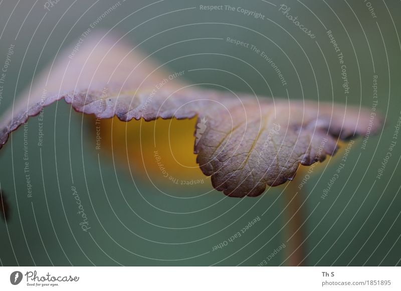 Blatt Natur Pflanze Herbst Blühend verblüht ästhetisch authentisch einfach elegant natürlich schön braun grün orange Gelassenheit geduldig ruhig einzigartig