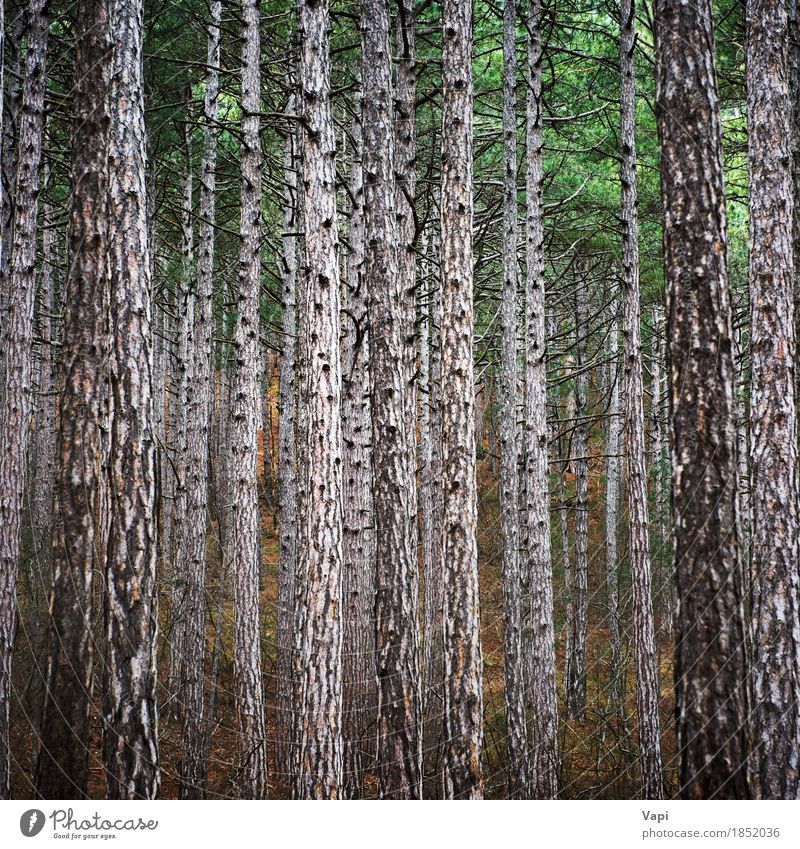 Mystery Forest mit großen Bäumen Tapete Umwelt Natur Landschaft Pflanze Frühling Sommer Herbst Baum Blatt Park Wald dunkel hoch natürlich braun gelb grün