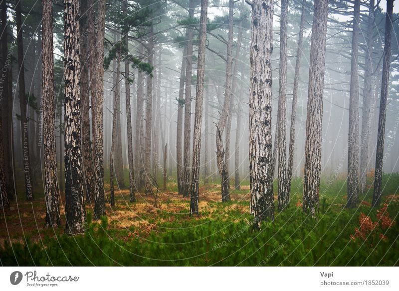 Mysteriöser nebelhafter Wald Tapete Umwelt Natur Landschaft Pflanze Frühling Sommer Herbst Nebel Regen Baum Gras Moos Park dunkel natürlich gelb grün schwarz