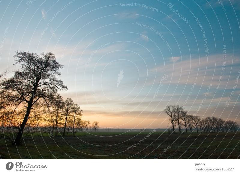 morgens Landschaft Pflanze Himmel Horizont Sonnenaufgang Sonnenuntergang Herbst Baum Feld natürlich Romantik schön ruhig Langeweile Einsamkeit Idylle