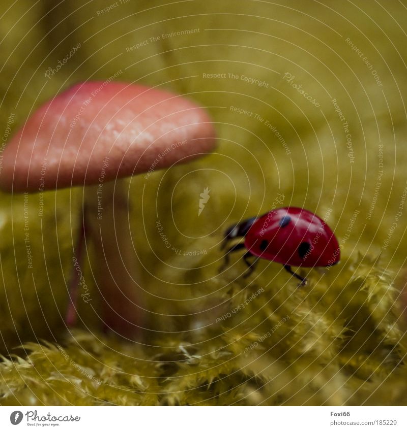 Glücksbringer Umwelt Natur Käfer 1 Tier beobachten Bewegung entdecken krabbeln Unendlichkeit lustig natürlich niedlich rund schön Freude Kraft Freizeit & Hobby