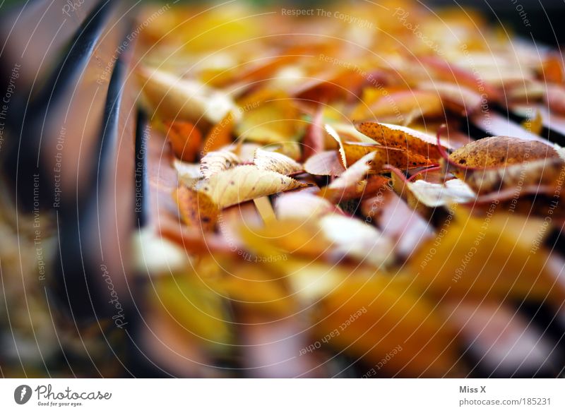 Blätter Blätter Blätter Natur Herbst Schönes Wetter Wind Pflanze Blatt Garten Park alt mehrfarbig herbstlich Laubwald Parkbank ruhig Endzeitstimmung Verfall