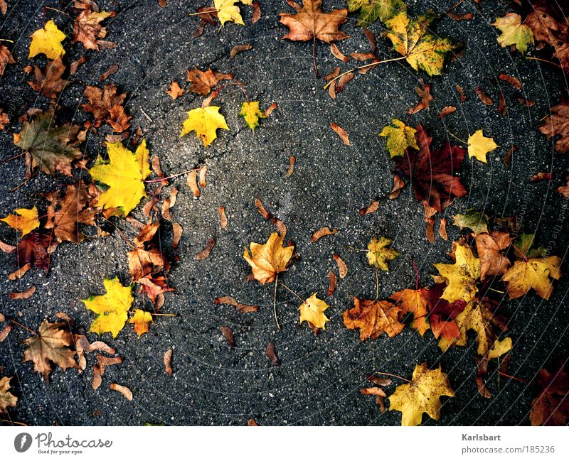 acer. Lifestyle Design harmonisch Wohlgefühl Erholung Spielen Ausflug Erntedankfest Kindergarten Schulhof Gartenarbeit Natur Herbst Wind Baum Blatt Ahorn Park