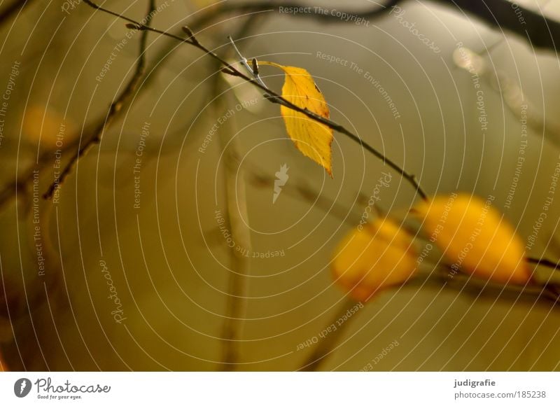 Herbst Umwelt Natur Pflanze Baum Blatt festhalten hängen leuchten dehydrieren Wachstum Vergänglichkeit Zweige u. Äste Ast ruhig friedlich Farbfoto Außenaufnahme