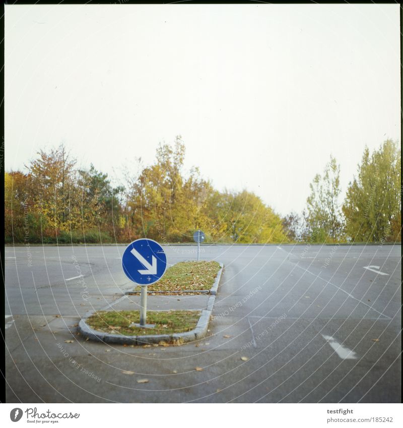 insel Pflanze Baum Verkehrswege Straße Straßenkreuzung Wege & Pfade Wegkreuzung Verkehrszeichen Verkehrsschild Verkehrsinsel Pfeil Herbst unpersönlich reduziert