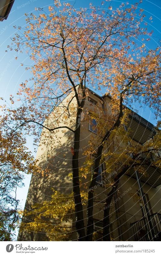 o.T. Blatt gold Herbst Jahreszeiten Herbstlaub Oktober Hinterhof Haus Gebäude Mauer Brandmauer Mieter Vermieter Himmel Morgen Morgendämmerung Sonne hell blenden