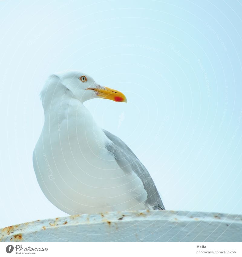 [KI09.1] Mr. Möwe himself Umwelt Tier Himmel Vogel Silbermöwe Metall Poller hocken Blick sitzen Neugier blau geduldig ruhig Interesse Stolz Pause Schnabel