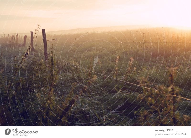 Im Frühtau - No.100 Natur Sonne Sommer Schönes Wetter Wiese Feld positiv schön Freiheit Idylle Klima Umwelt Ferne Morgen Tau Brennnessel Dunst Landschaft Weide