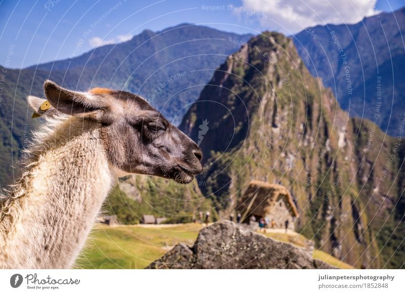 Lama in Machu Picchu Verlorene Ina-Stadt, Peru Ferien & Urlaub & Reisen Tourismus Berge u. Gebirge Kultur Natur Landschaft Tier Erde Wolken Felsen Ruine