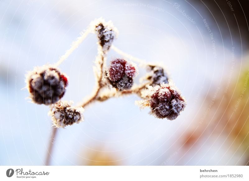 brombeereis mit sahne Natur Pflanze Winter Schönes Wetter Eis Frost Schnee Sträucher Brombeerbusch Brombeeren Frucht Garten frieren schön kalt erfrieren