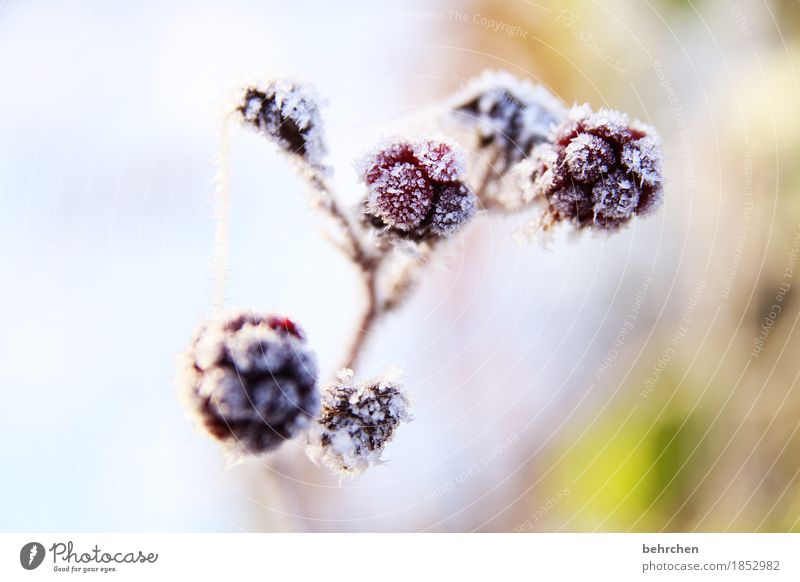 brombeereis Natur Pflanze Herbst Winter Eis Frost Schnee Schneefall Brombeeren Frucht Garten Park frieren schön kalt erfrieren Eiskristall Raureif Farbfoto