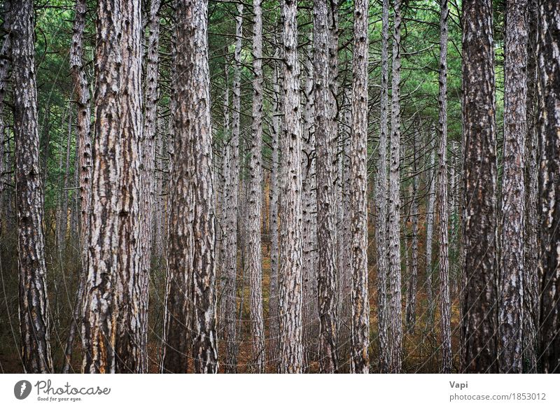 Mysteriöser Wald mit vielen Kiefern Ferien & Urlaub & Reisen Tapete Umwelt Natur Landschaft Pflanze Baum Blatt Park dunkel hoch natürlich braun grün schwarz