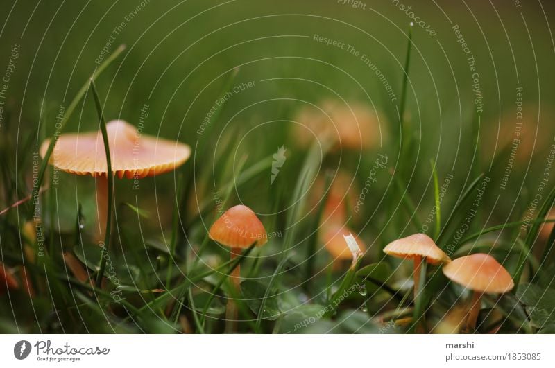 PilzFamilie Natur Herbst Klima Pflanze Garten Wiese Stimmung Gras klein herbstlich Farbfoto Außenaufnahme Nahaufnahme Detailaufnahme Makroaufnahme Menschenleer