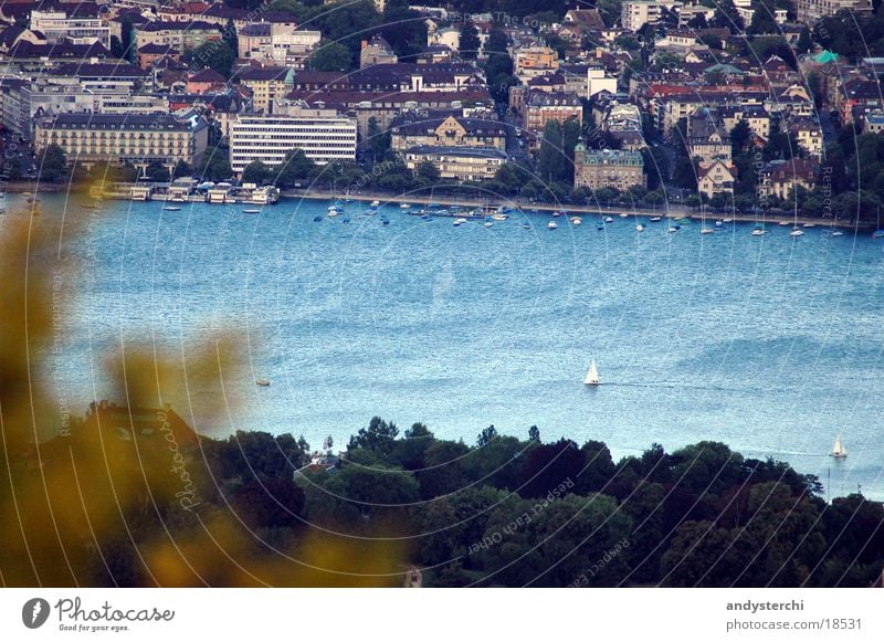 Zürisee See kalt Baum Blatt Sommer Wasser Zürich zürisee blau Wind