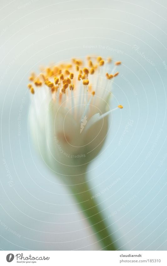 Pollen in Pastell Natur Pflanze Blume Blüte Blütenblatt Blütenstiel Blütenpflanze Blühend ästhetisch schön blau gelb grün weiß elegant zart zerbrechlich