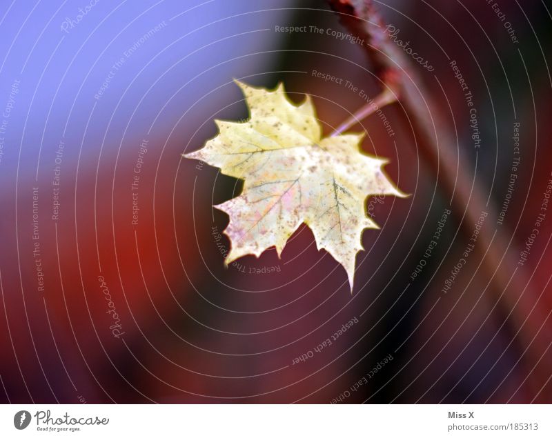 Blatt Umwelt Natur Pflanze Herbst Wetter Schönes Wetter Baum Sträucher Park kalt klein schön mehrfarbig Einsamkeit Farbe Vergänglichkeit Ahorn Ahornblatt