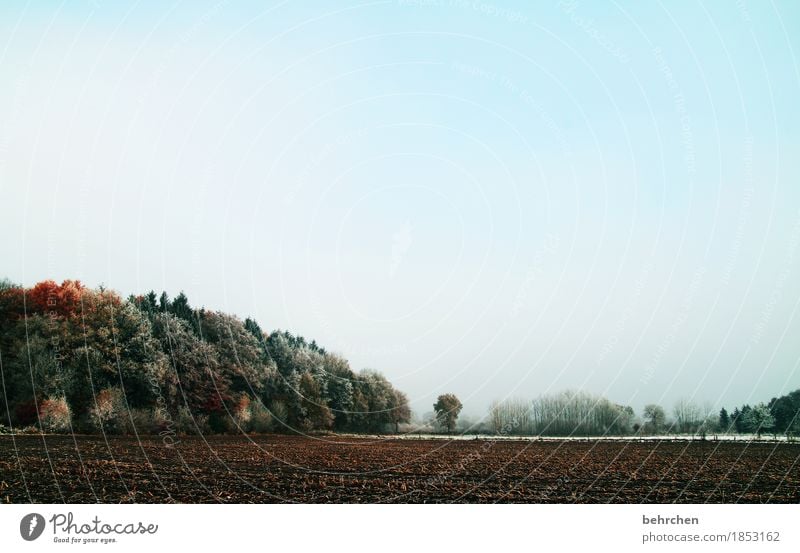 märchenwald Natur Landschaft Pflanze Herbst Winter Schönes Wetter Eis Frost Schnee Baum Sträucher Feld Wald frieren kalt schön Zaun Weide erfrieren