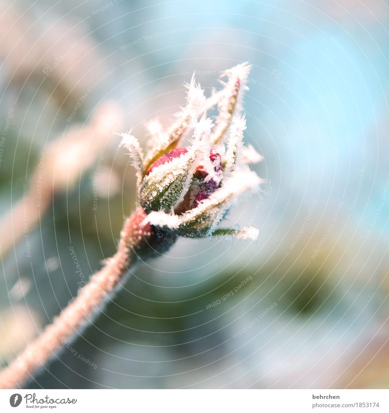 winter küsst sommer Natur Pflanze Winter Schönes Wetter Eis Frost Schnee Blume Blatt Blüte Rose Garten Park Wiese Blühend frieren schön kalt klein erfrieren