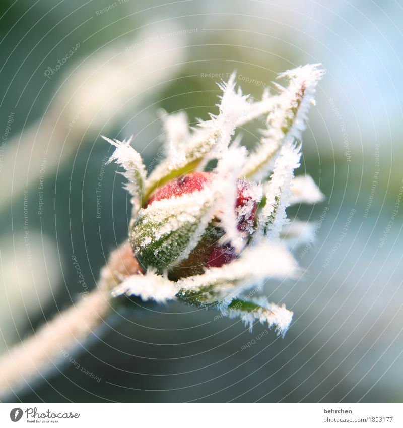 rosendornen Natur Pflanze Herbst Winter Eis Frost Schnee Blume Rose Blatt Blüte Garten Park Wiese Blühend Duft frieren verblüht kalt schön erfrieren Raureif