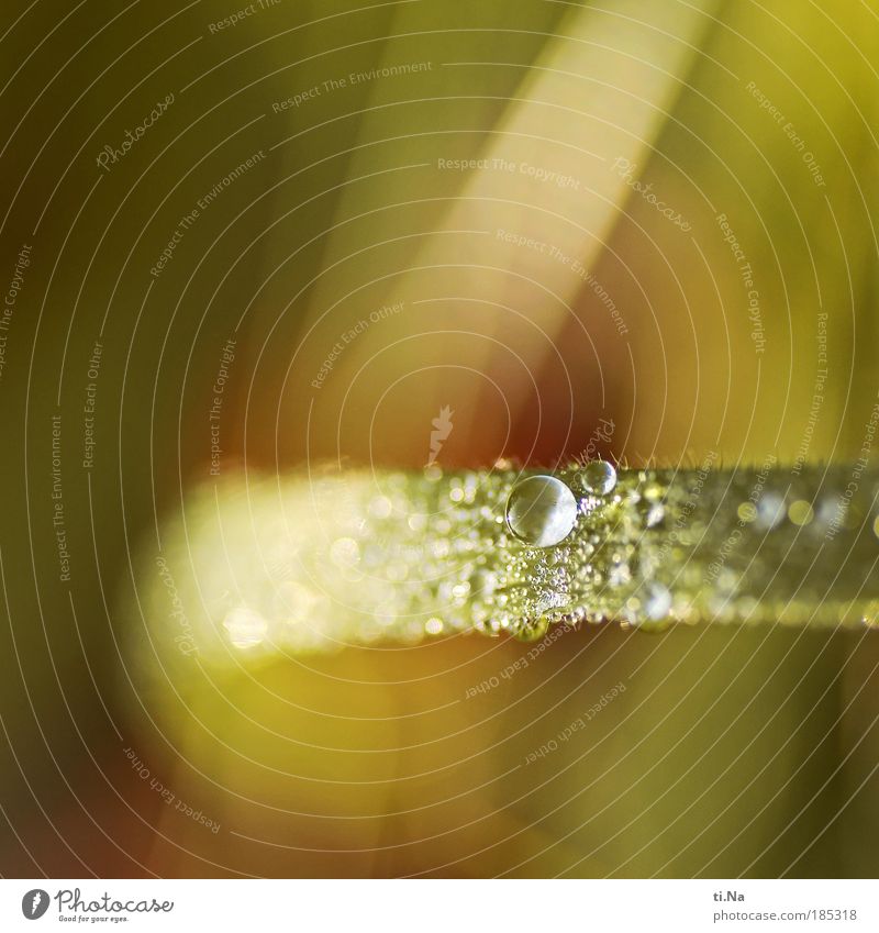 Quereinsteiger *99* Umwelt Natur Landschaft Wasser Wassertropfen Herbst Pflanze Gras Wiese frieren Wachstum Flüssigkeit nass natürlich wild gelb grün Farbfoto