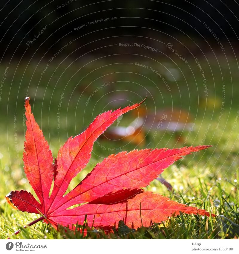 noch einmal im Rampenlicht... Umwelt Natur Pflanze Herbst Schönes Wetter Gras Blatt Ahornblatt Blattadern Garten leuchten liegen dehydrieren authentisch