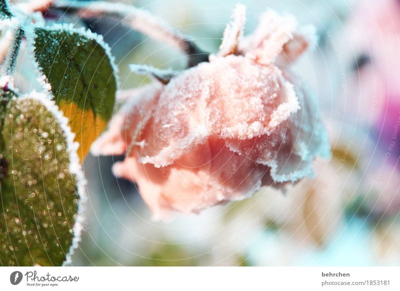 eisblume Natur Pflanze Winter Eis Frost Schnee Schneefall Blume Rose Blatt Blüte Garten Park Wiese Blühend Duft frieren verblüht schön kalt erfrieren Raureif