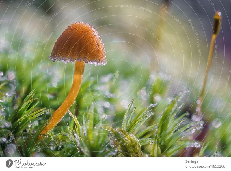 Mit einer Eisschicht überzogen Umwelt Natur Landschaft Pflanze Tier Sonne Herbst Winter schlechtes Wetter Frost Gras Moos Park Wald frieren glänzend leuchten