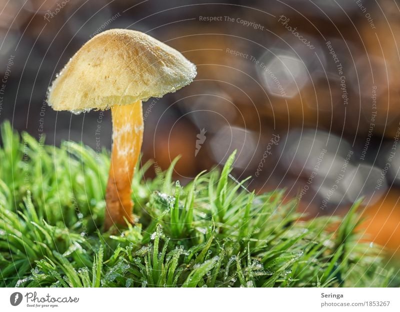 Noch nen Pilz Umwelt Natur Landschaft Pflanze Tier Herbst Eis Frost Gras Moos frieren glänzend Wachstum Pilzhut Pilzkopf Pilzsucher Farbfoto mehrfarbig