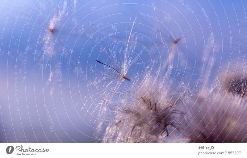 Vom winde verweht Sommer Natur Pflanze Himmel Wind Blume Gras Blüte frei glänzend hell natürlich weich blau Kreativität Leichtigkeit rein abstrakt