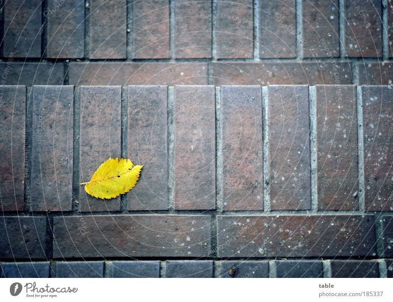 Lebensabend Herbst Blatt Treppe alt Stein dunkel liegen gelb