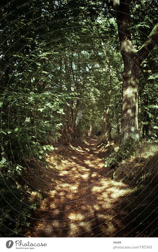 Lichtspiel Landwirtschaft Forstwirtschaft Umwelt Natur Landschaft Schönes Wetter Baum Wald Wege & Pfade natürlich Einsamkeit Wachstum Waldboden Spaziergang