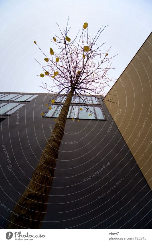 Froschperspektive Himmel Wolken Unwetter Baum Stadt Haus Mauer Wand Fassade Fenster Stein Beton Linie ästhetisch außergewöhnlich dunkel dünn authentisch eckig