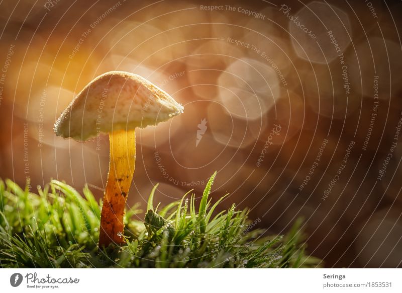 Alleinstehend Umwelt Natur Landschaft Pflanze Tier Herbst Gras Moos Garten Park Wald glänzend leuchten Wachstum Pilz Pilzhut Pilzsucher Pilzkopf Unschärfe