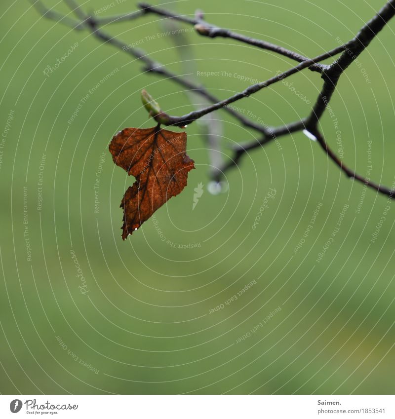 sadness Natur schlechtes Wetter Regen Baum Blatt Wald Traurigkeit Trauer Zweige u. Äste Ast welk Farbfoto Außenaufnahme Detailaufnahme Menschenleer