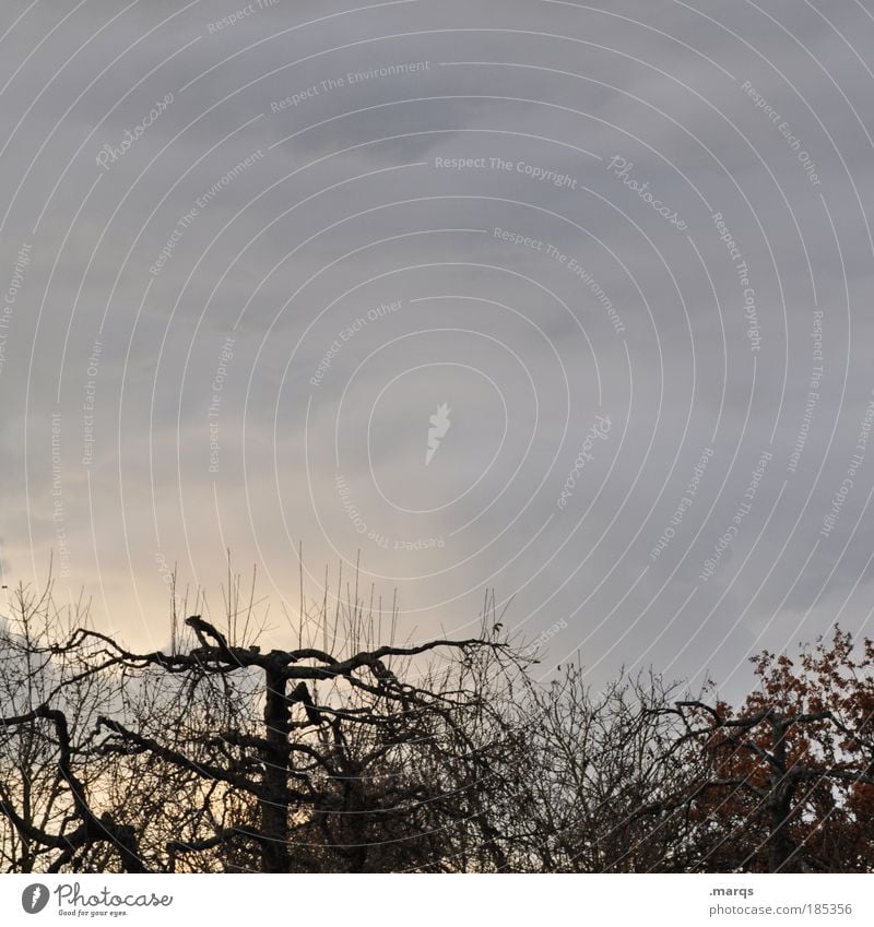 Cut Ausflug Natur Landschaft Gewitterwolken Herbst Winter Wetter schlechtes Wetter Unwetter Baum verblüht außergewöhnlich dunkel trist Traurigkeit Klima skurril