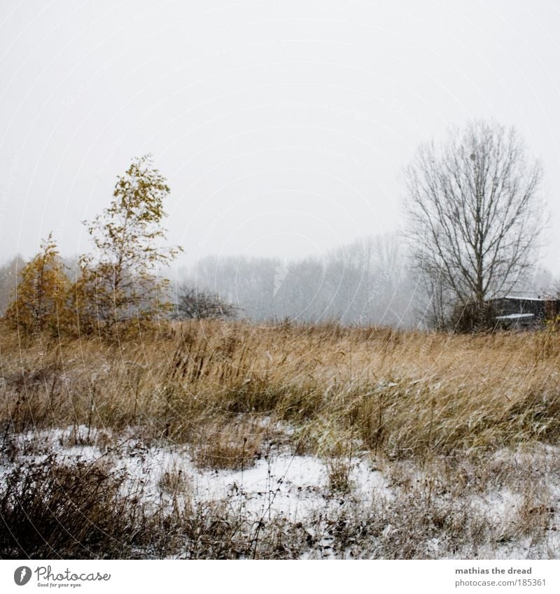 TRÜBSEELIGES SCHNEEGESTÖBER Umwelt Natur Landschaft Himmel Horizont Winter Klima Wetter schlechtes Wetter Wind Eis Frost Schnee Pflanze Baum Gras Sträucher Moos