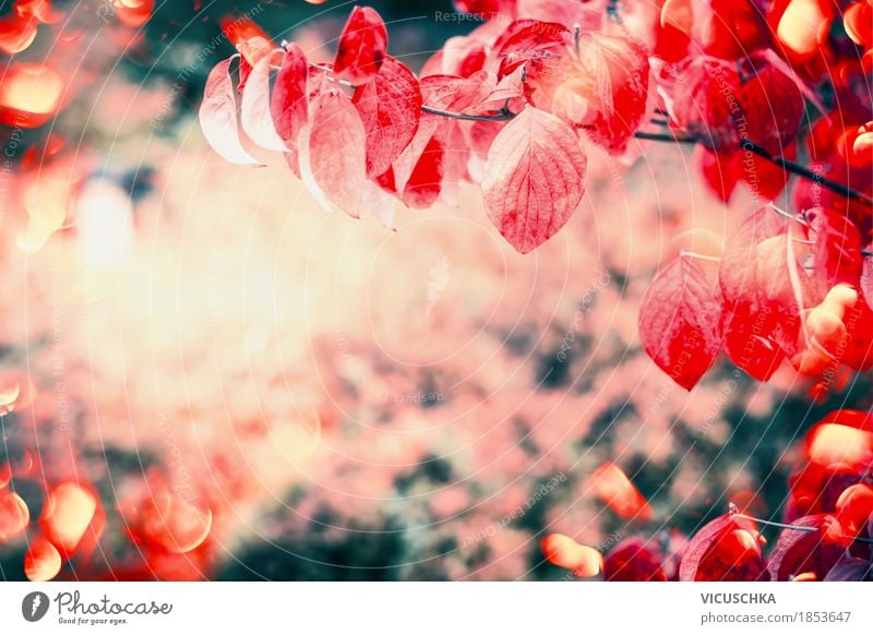 Rote Herbst Blätter im Garten oder Park Design Natur Landschaft Pflanze Sonnenlicht Schönes Wetter Baum Sträucher Blatt gelb Hintergrundbild rot Zweige u. Äste