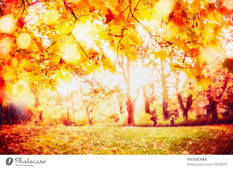 Sonniger Herbst Park Lifestyle Design Garten Natur Landschaft Sonnenlicht Schönes Wetter Baum Sträucher Blatt gelb Stimmung herbstlich Herbstlaub Herbstfärbung