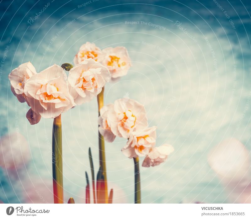 Hübsche Frühling Natur mit Narzissen Design Pflanze Schönes Wetter Blume Blatt Blüte Garten Park Blühend gelb Frühlingsgefühle Stil Stimmung Blumenhändler